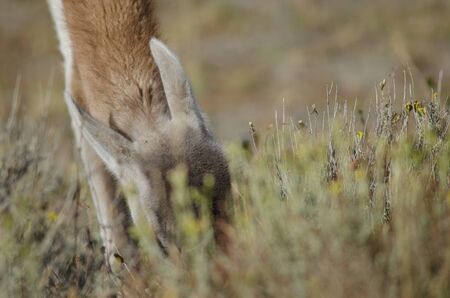 Detail of a guanaco Lama guanicoe grazing. Torres del Paine National Park. Ultima Esperanza Province. Magallanes and Chilean Antarctic Region. Chile.の写真素材
