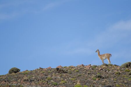 Cub of guanaco Lama guanicoe. Torres del Paine National Park. Ultima Esperanza Province. Magallanes and Chilean Antarctic Region. Chile.の写真素材