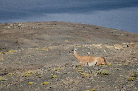 Guanaco Lama guanicoe resting in the Torres del Paine National Park. Ultima Esperanza Province. Magallanes and Chilean Antarctic Region. Chile.の写真素材