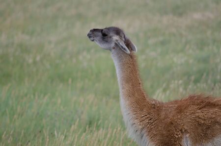 Guanaco Lama guanicoe smelling in a meadow. Torres del Paine National Park. Ultima Esperanza Province. Magallanes and Chilean Antarctic Region. Chile.の写真素材