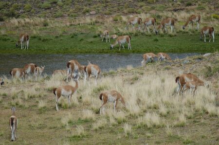 Herd of guanacos Lama guanicoe. Torres del Paine National Park. Ultima Esperanza Province. Magallanes and Chilean Antarctic Region. Chile.の写真素材