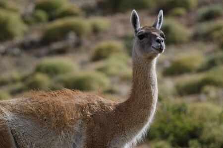 Guanaco Lama guanicoe in Torres del Paine National Park. Ultima Esperanza Province. Magallanes and Chilean Antarctic Region. Chile.の写真素材