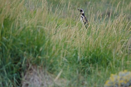 Magellanic penguin in the Otway Sound and Penguin Reserve. Magallanes Province. Magallanes and Chilean Antarctic Region. Chile.の写真素材