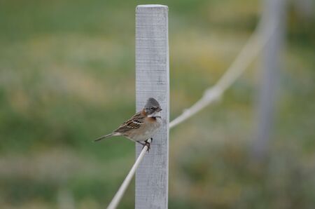 Rufous-collared sparrow Zonotrichia capensis perched on rope. Otway Sound and Penguin Reserve....