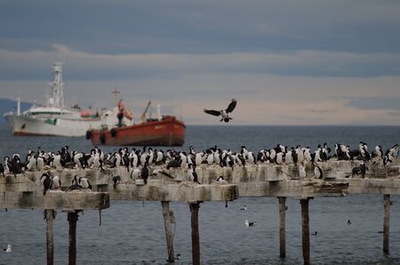 Imperial shags Leucocarbo atriceps in the Loreto pier. Punta Arenas. Magallanes Province. Magallanes and Chilean Antarctic Region. Chile.の写真素材