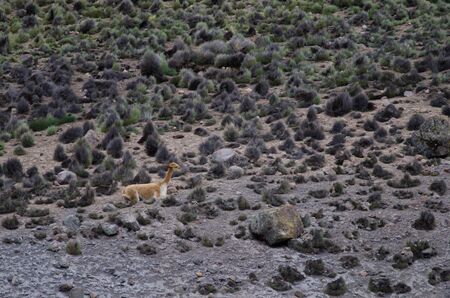 Vicuna Vicugna vicugna resting in Lauca National Park. Arica y Parinacota Region. Chile.の写真素材
