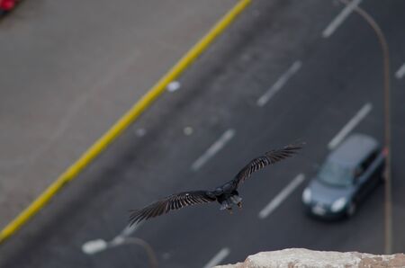 Turkey vulture Cathartes aura taking flight. Arica. Arica y Parinacota Region. Chile.の写真素材