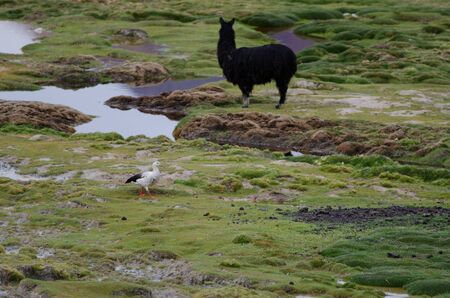 Andean goose Chloephaga melanoptera and alpaca Vicugna pacos in the background. Cotacotani Lakes. Lauca National Park. Arica y Parinacota Region. Chile.の写真素材