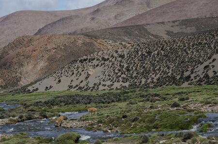 Vicunas Vicugna vicugna crossing the Lauca River. Lauca National Park. Arica y Parinacota Region. Chile.の写真素材