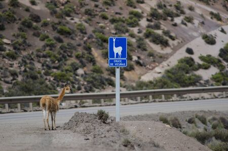 Vicuna Vicugna vicugna next to a vicunas crossing sign. Lauca National Park. Arica y Parinacota Region. Chile.の写真素材