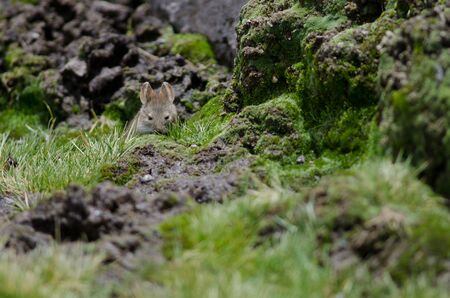 Bolivian big-eared mouse Auliscomys boliviensis. Las Cuevas. Lauca National Park. Arica y Parinacota Region. Chile.の写真素材