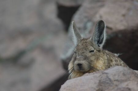 Southern viscacha Lagidium viscacia resting. Parinacota. Lauca National Park. Arica y Parinacota Region. Chile.の写真素材