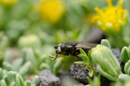 Fly grooming on a plant. Lauca National Park. Arica y Parinacota Region. Chile.