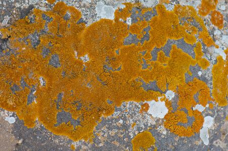 Lichens on a rock in the Esquinzo ravine.