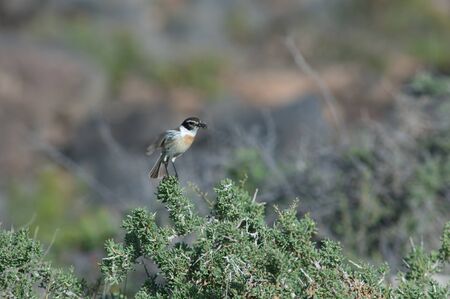 Canary Islands stonechat Saxicola dacotiae on a shrub.の写真素材