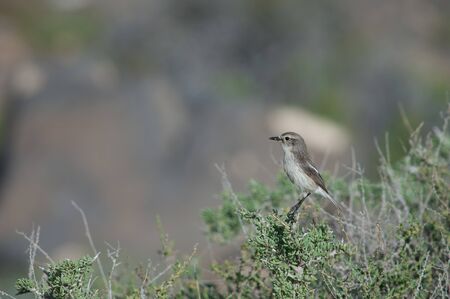 Canary Islands stonechat Saxicola dacotiae on a shrub.の写真素材
