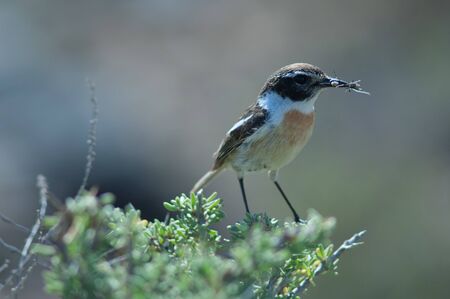 Canary Islands stonechat with food for its chicks.の写真素材