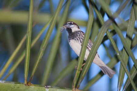 Male Spanish sparrow Passer hispaniolensis with nesting material. Tuineje. Fuerteventura. Canary...
