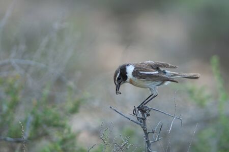 Canary Islands stonechat with food for its chicks.の写真素材
