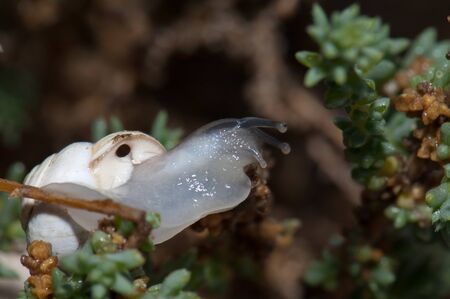 White garden snail Theba pisana on a branch.の写真素材