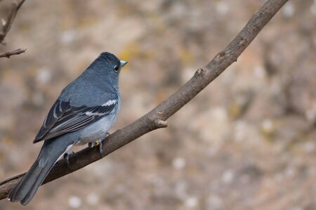 Gran Canaria blue chaffinch Fringilla polatzeki. Male. Integral Natural Reserve of Inagua. Tejeda....