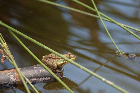 Perezs frog Pelophylax perezi in a lagoon.