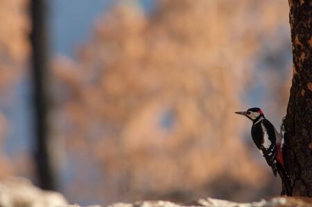 Great spotted woodpecker on a Canary Island pine.の写真素材
