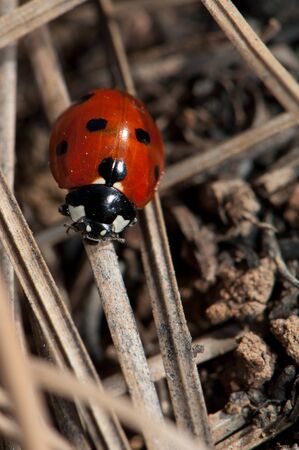 Ladybird Coccinella algerica in the Integral Natural Reserve of Inagua.の写真素材