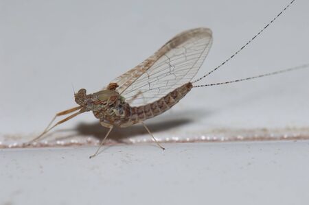 Mayfly in a house of Cruz de Pajonales.の写真素材