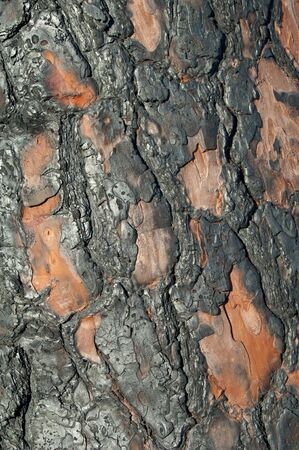 Burned trunk of Canary Island pine Pinus canariensis eight months after a fire.