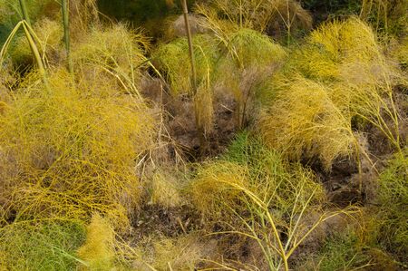 Plants of Ferula linkii in The Nublo Rural Park.