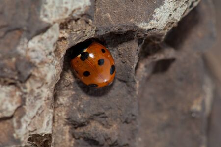 Ladybird Coccinella algerica hidden under a rock.の写真素材