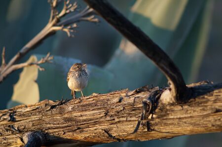 Berthelots pipit Anthus berthelotii on a fallen trunk.の写真素材