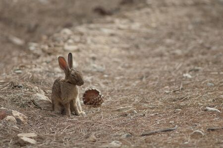 Sick European rabbit Oryctolagus cuniculus in Pajonales.