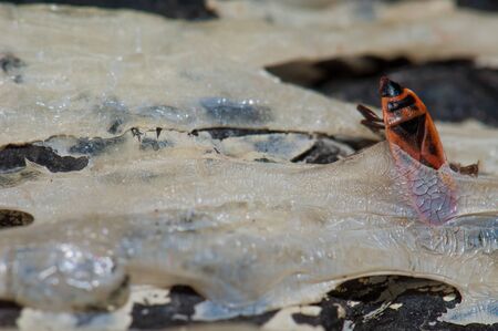 Mediterranean red bug Scantius aegyptius trapped in solidified Canary Island pine Pinus canariensis...