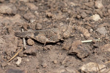 Grasshopper Oedipoda sp. Alsandara Mountain. Integral Natural Reserve of Inagua. Tejeda. Gran Canaria. Canary Islands. Spain.の写真素材