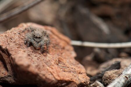 Female jumping spider, Aelurillus lucasi. Las Brujas Mountain. Integral Natural Reserve of Inagua....