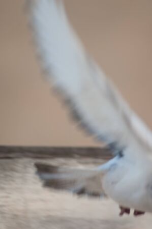 Detail out of focus of a male domestic pigeon, Columba livia domestica, taking flight. Schamann. Las Palmas de Gran Canaria. Gran Canaria. Spain.の写真素材