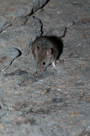 House mouse Mus musculus on a rocky surface. The Pardelas Ravine. The Nublo Rural Park. Mogan. Gran Canaria. Canary Islands. Spain.の写真素材