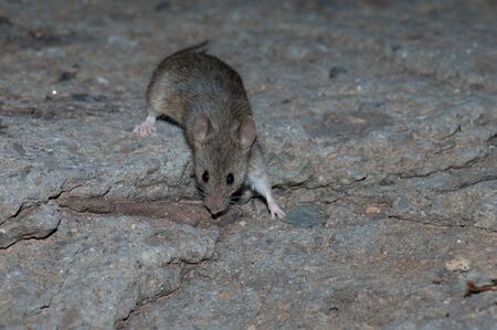 House mouse Mus musculus on a rocky surface. The Pardelas Ravine. The Nublo Rural Park. Mogan. Gran...