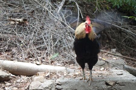 Rooster Gallus gallus domesticus flapping its wings. The Nublo Rural Park. Tejeda. Gran Canaria....