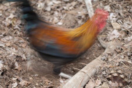 Hen Gallus gallus domesticus foraging. Picture blur to suggest movement. The Nublo Rural Park....