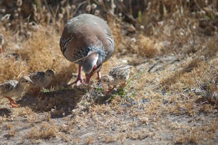 Female and chicks of red-legged partridges Alectoris rufa searching for food. Cruz de Pajonales....