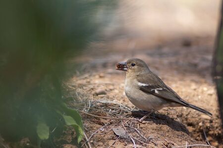 Female common chaffinch Fringilla coelebs canariensis collecting seeds. Tamadaba Natural Park. Gran...