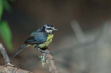 African blue tit Cyanistes teneriffae hedwigii after taking a bath. Las Brujas mountain. Inagua....