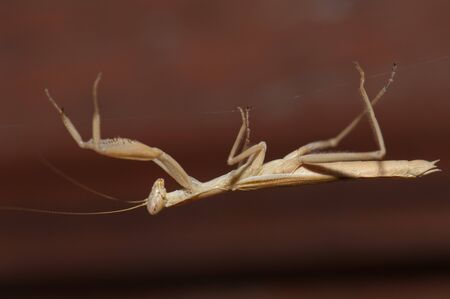 European mantis Mantis religiosa over a silk filament. Cruz de Pajonales. Natural Reserve of Inagua....