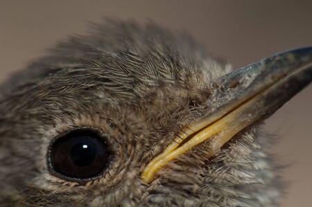 Juvenile European robin Erithacus rubecula. Integral Natural Reserve of Inagua. Tejeda. Gran...