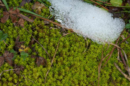 Moss and frost in the Ordesa and Monte Perdido National Park.