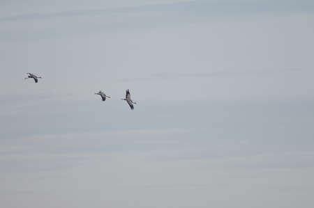 Common cranes in the Gallocanta Lagoon. Aragon.