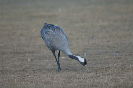 Common crane Grus grus in a meadow.